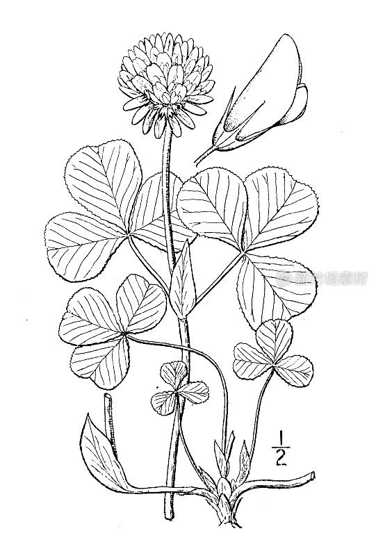 古董植物学植物插图:Trifolium stoloniferum, Running Buffalo clover